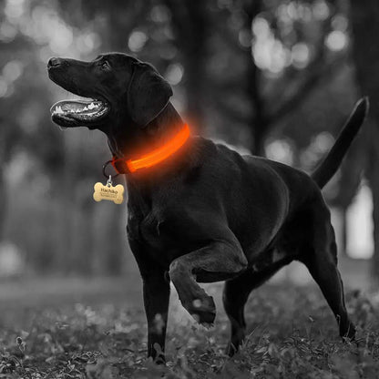 2 PCS Set Nylon LED Dog Collar Yellow Pandora